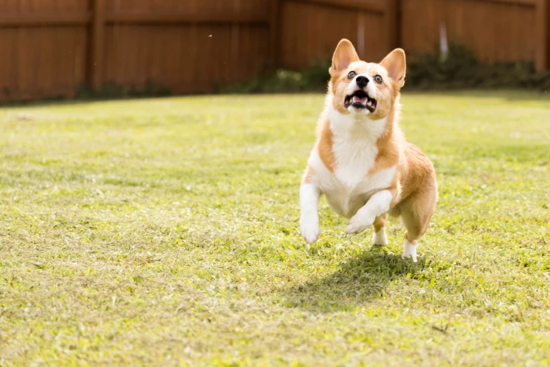 a dog is running in the green grass