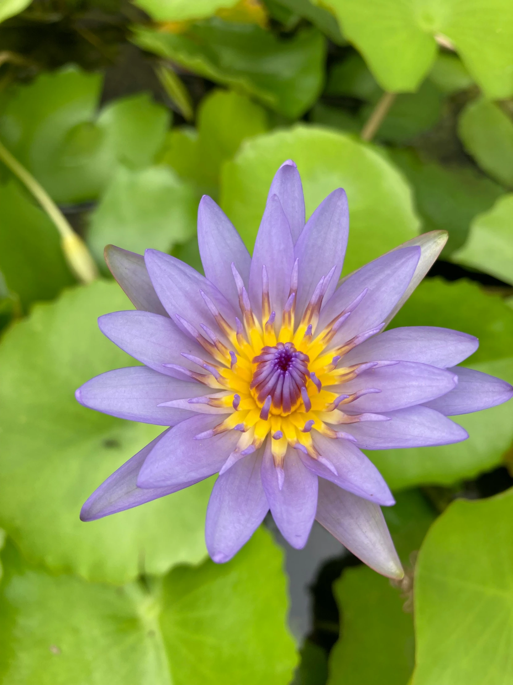 purple water lily with yellow center in the middle of water