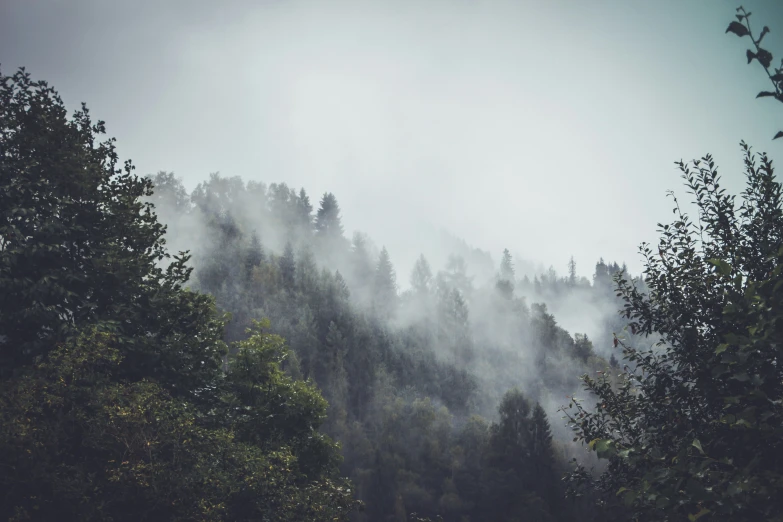 there are many trees and mist on the mountain