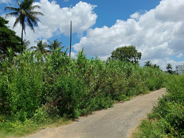 a gravel path with a bench on one side, and palm trees in the background