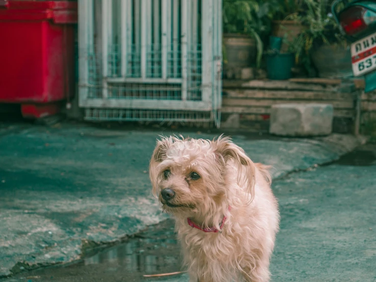 a dog that is standing on the ground