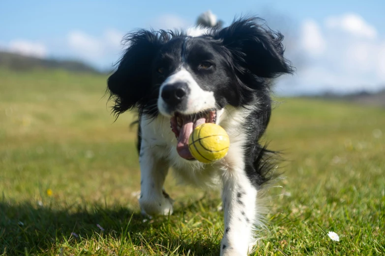 a black and white dog carrying a yellow ball in it's mouth