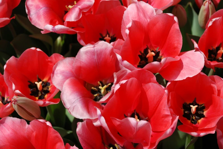 a closeup s of some pink flowers