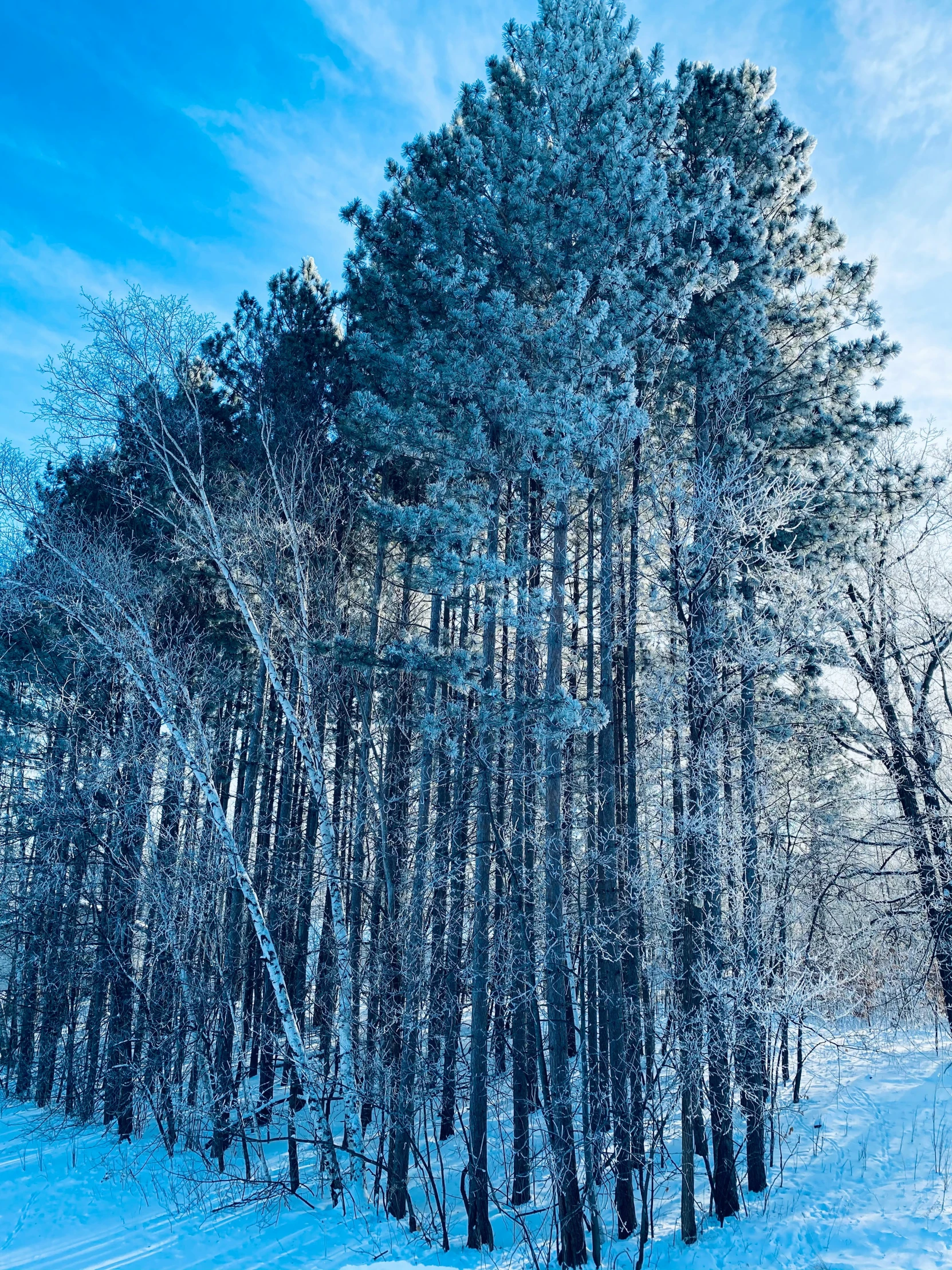 a line of trees is in the snow