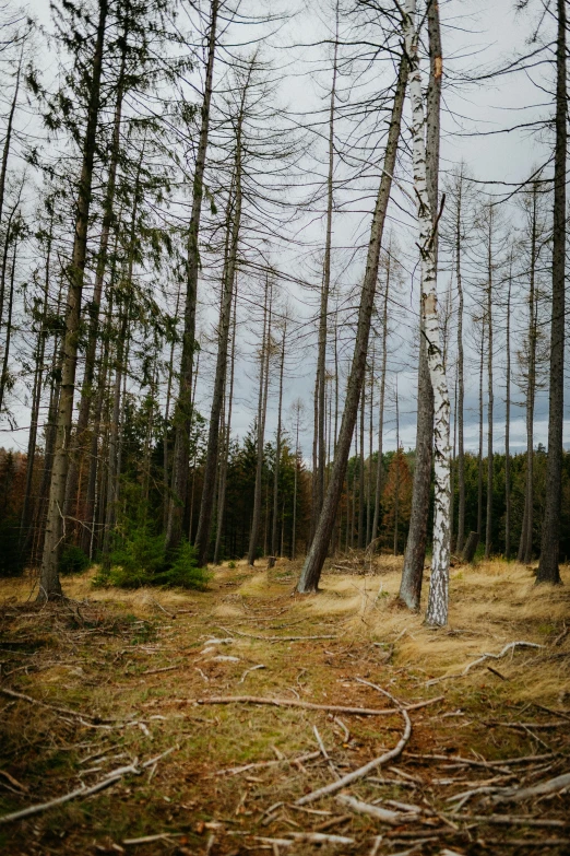 a path is covered by thin dead trees