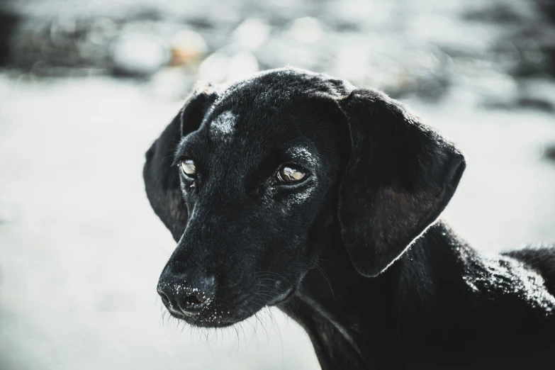 a very cute black dog looking to its right