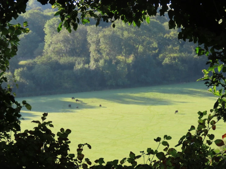 green, grassy field with some cows in the distance