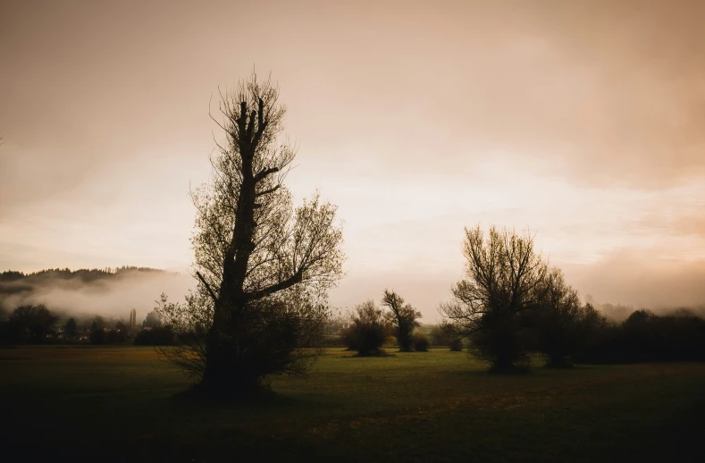 some very tall trees near a grassy area