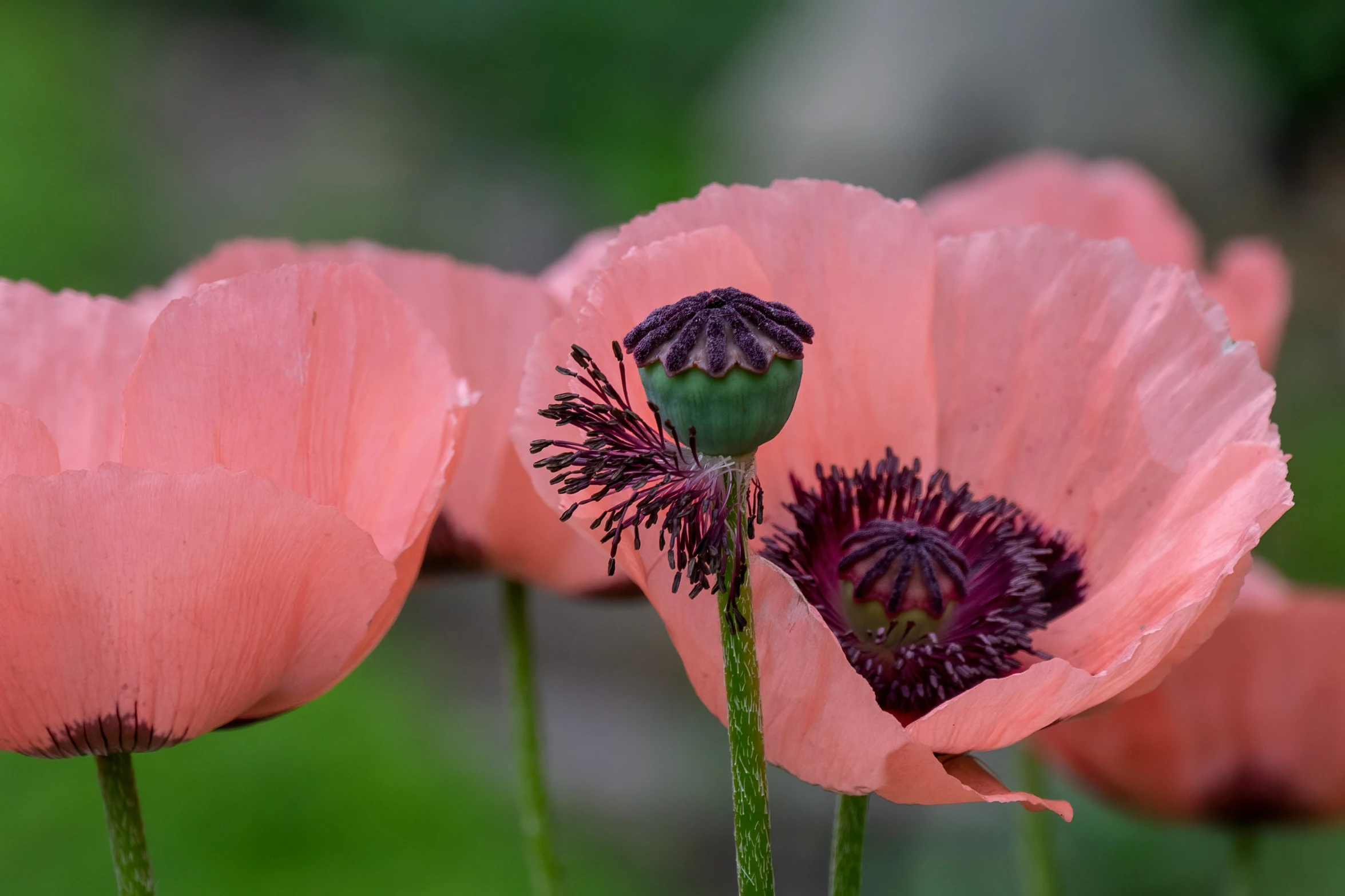 three pink flowers are standing still in the grass