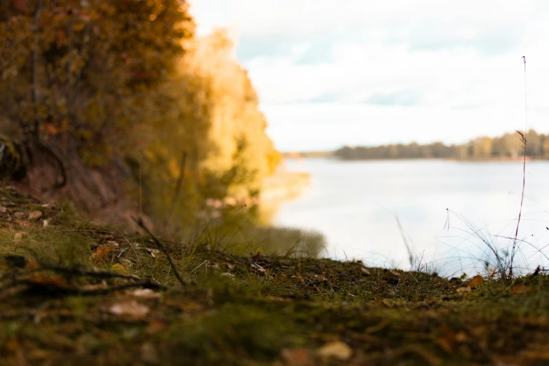 a small bird sitting in the grass beside a body of water