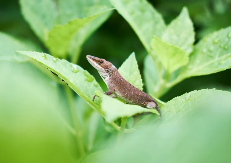 the frog is sitting on the green leaf