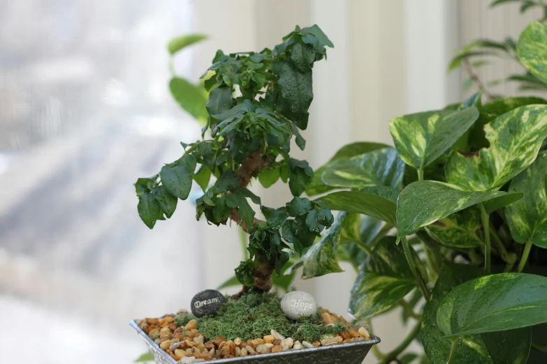 a bonsain tree in a display plate next to a potted plant