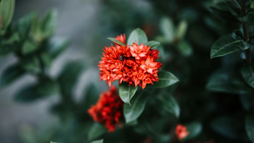 a bright orange flowers with leaves around it