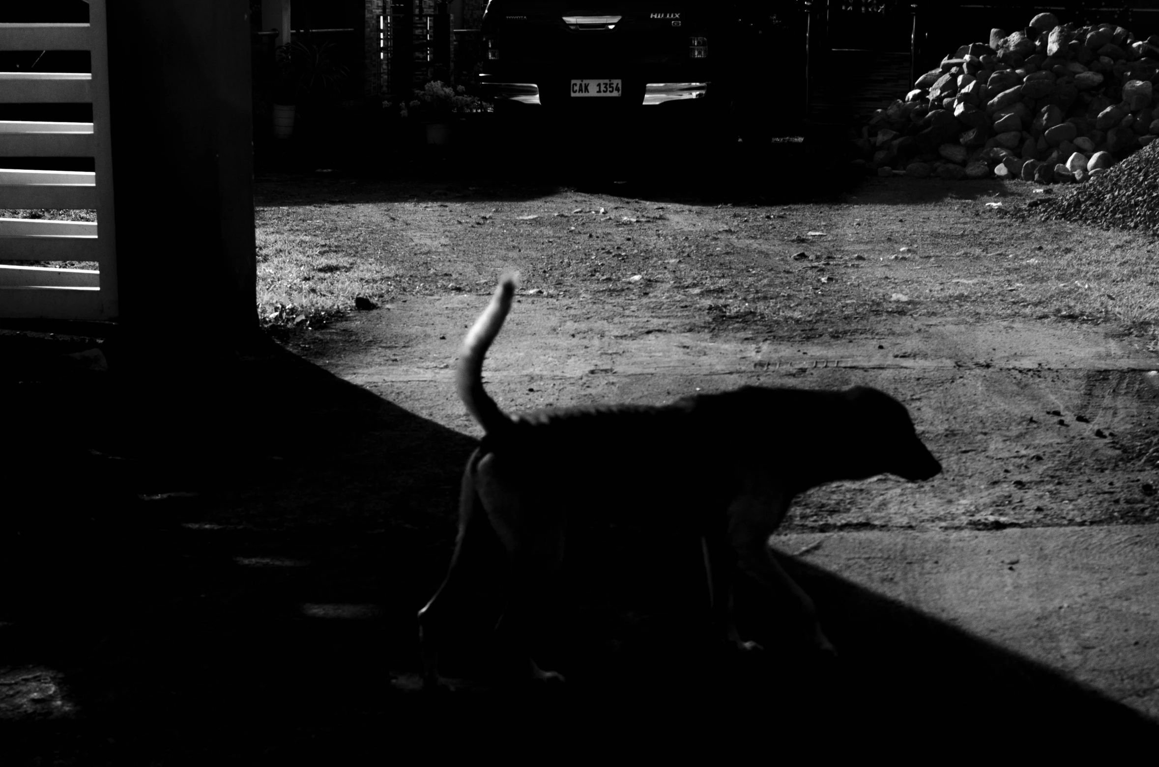 an animal walks through the shadow of a garage