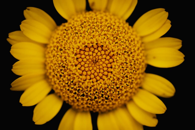 yellow flower with black background in focus