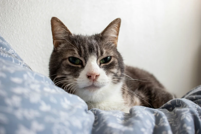 a cat laying on top of a blue bed covered in blue fabric