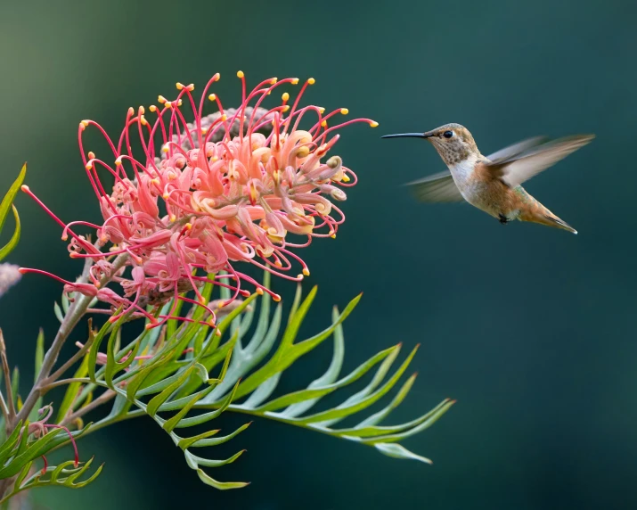 humming bird hovering near flowers with background