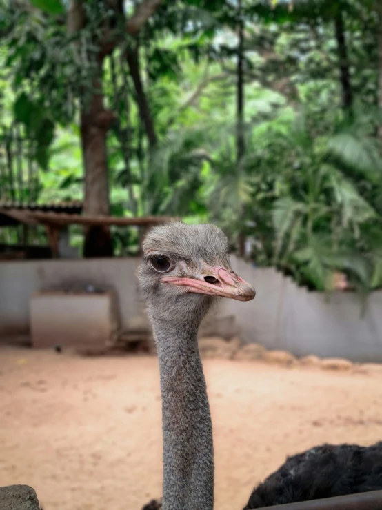 an ostrich's face staring at the camera