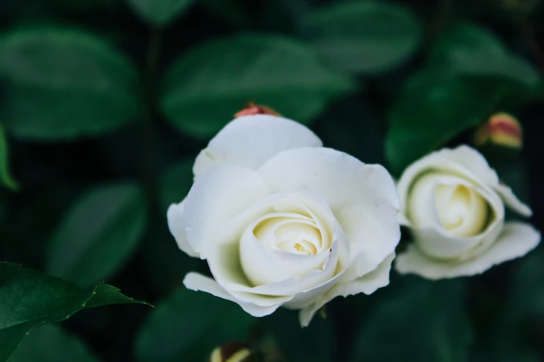 a couple of white roses are blooming in the middle of green leaves