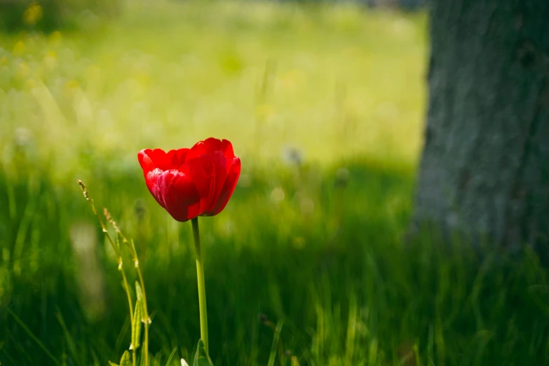 a red flower that is in the grass