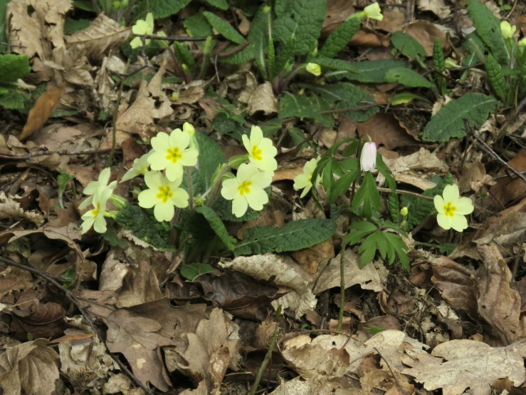 some yellow flowers sitting in the middle of leaves