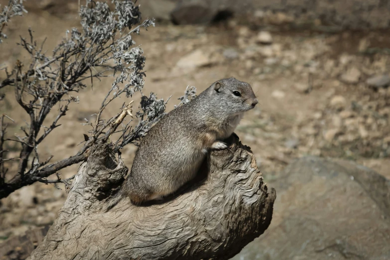 a small animal stands on a rock next to plants