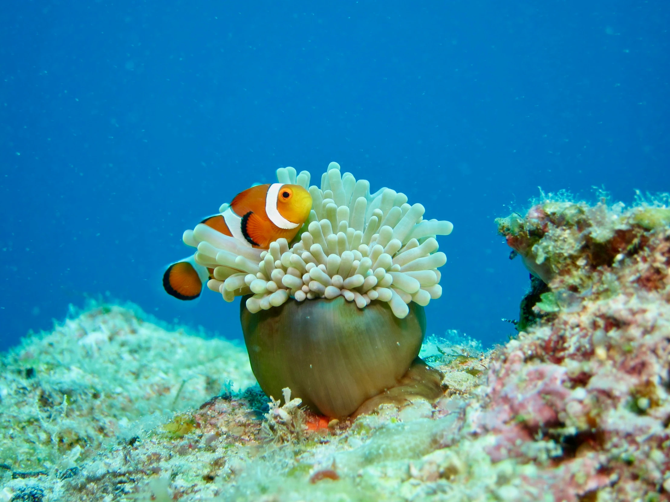 an clownfish hides among coral and sea stars on the reef