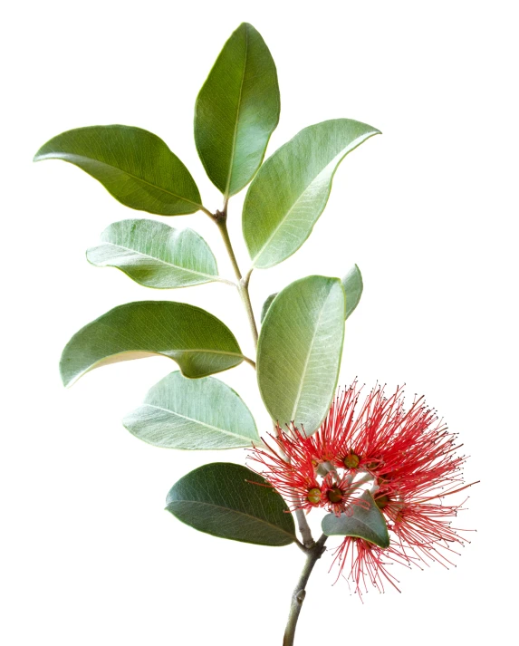 a red flower on a green nch with leaves