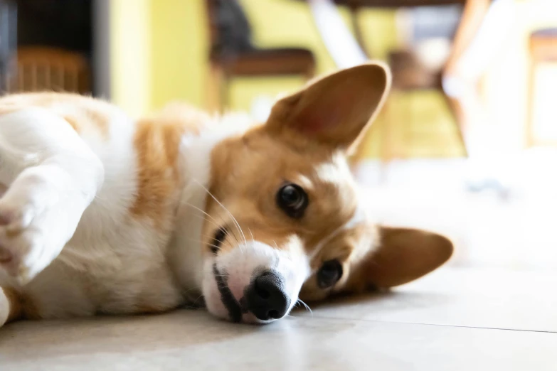 a close up of a dog laying on the floor
