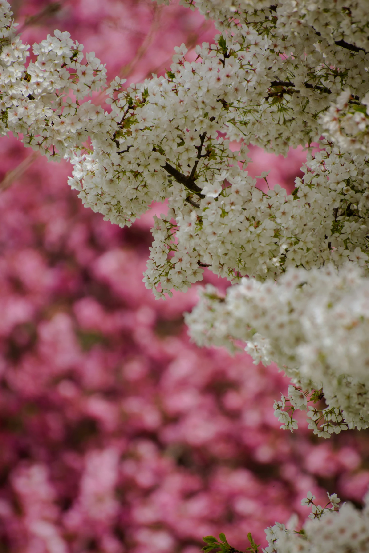 a bunch of white and pink flowers in front of a bush