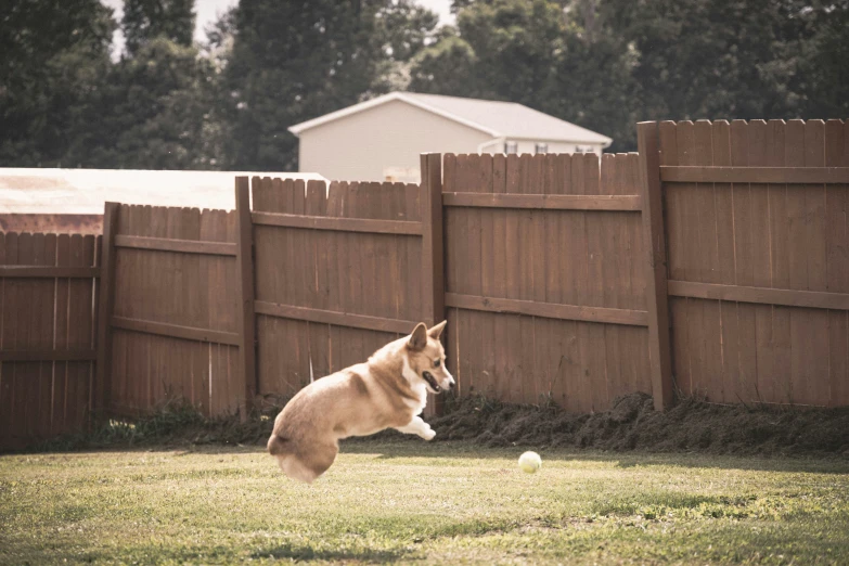 a dog jumping into the air to catch a white and brown frisbee