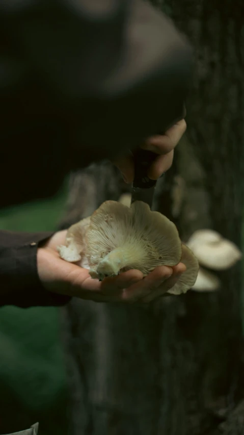 a hand holding a mushroom and a knife  it into slices