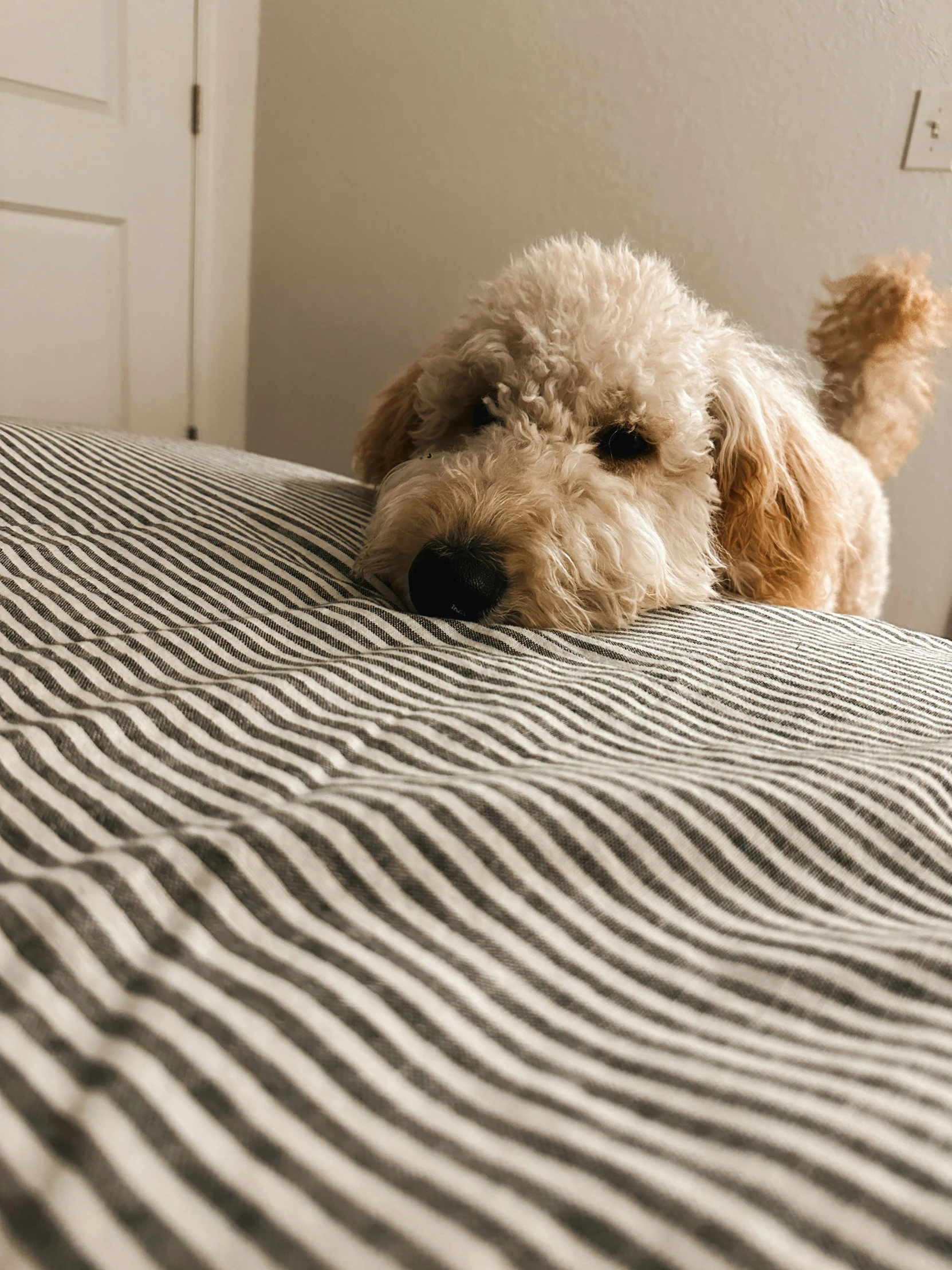 a small dog is sitting on a bed with a  blanket