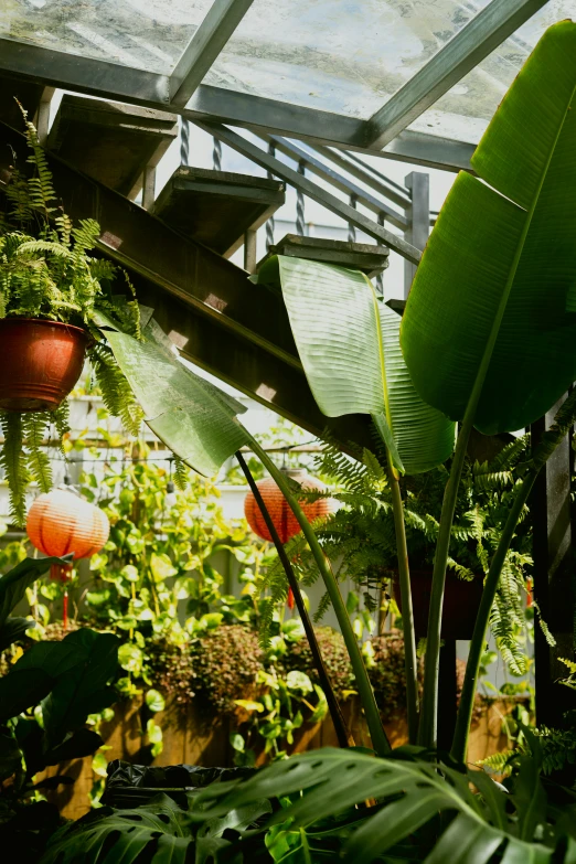 inside view of a greenhouse that contains many plants