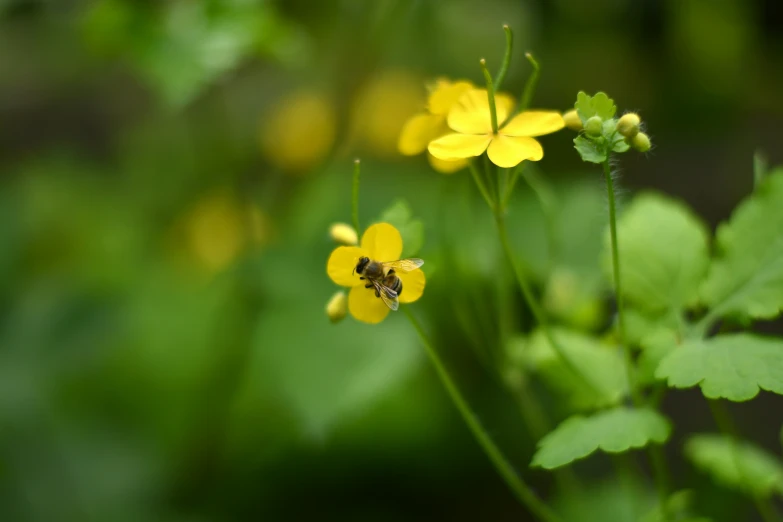 a close up of some yellow flowers and plants