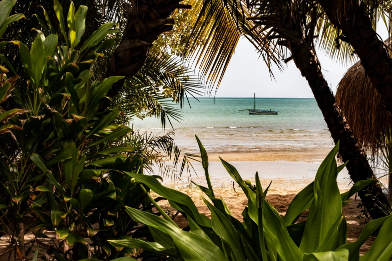 the boat is near the water through some palm trees