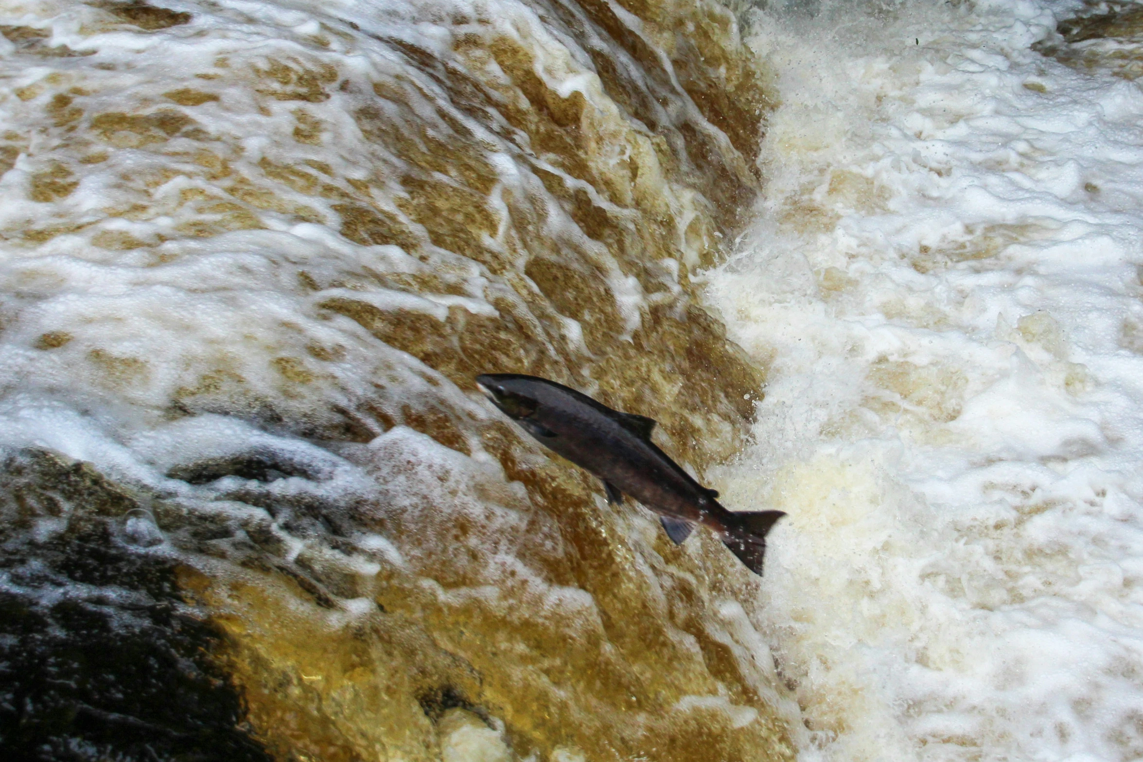 a lone fish floats in shallow water near waterfall