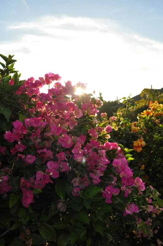 the bright sunlight is shining down on a flower garden