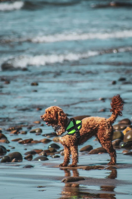 a brown dog wearing a green vest on top of a sandy beach