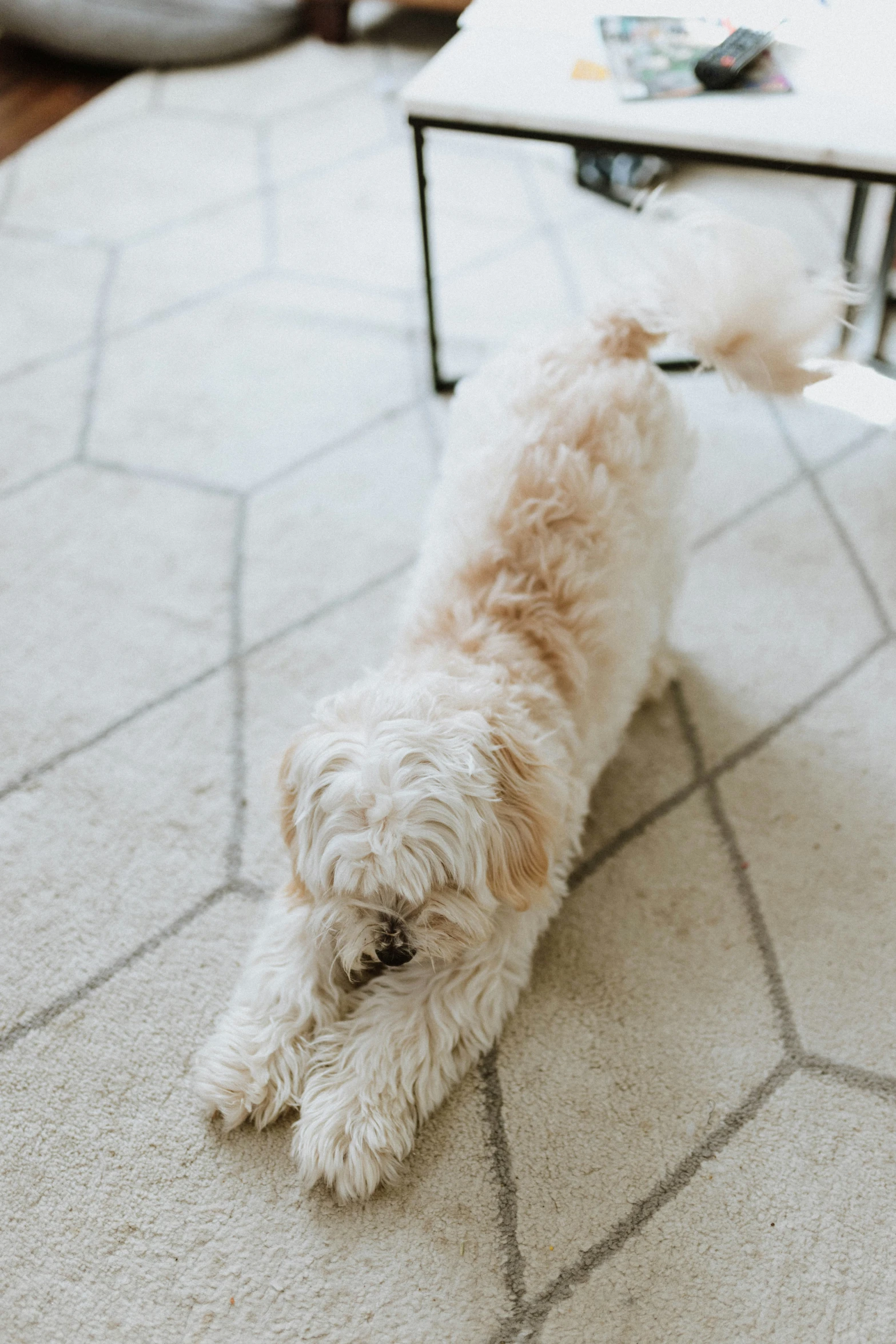 a dog standing in front of a coffee table