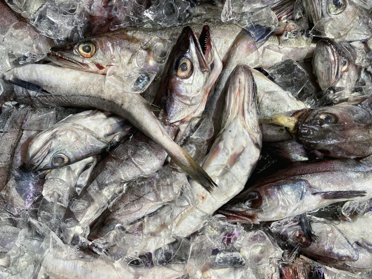 several large fish are grouped together in an image