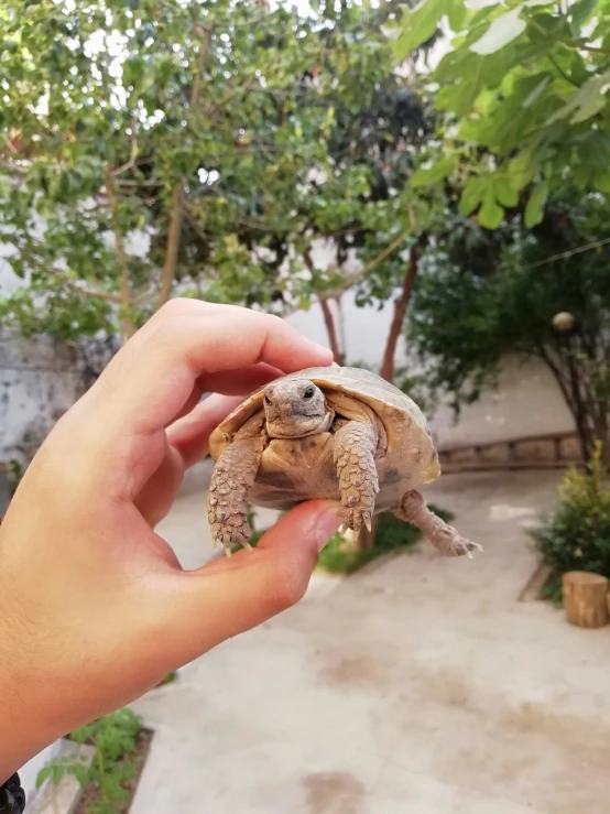 a person is holding a tiny turtle in their hand