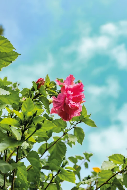 some pretty pink flowers hanging from the leaves