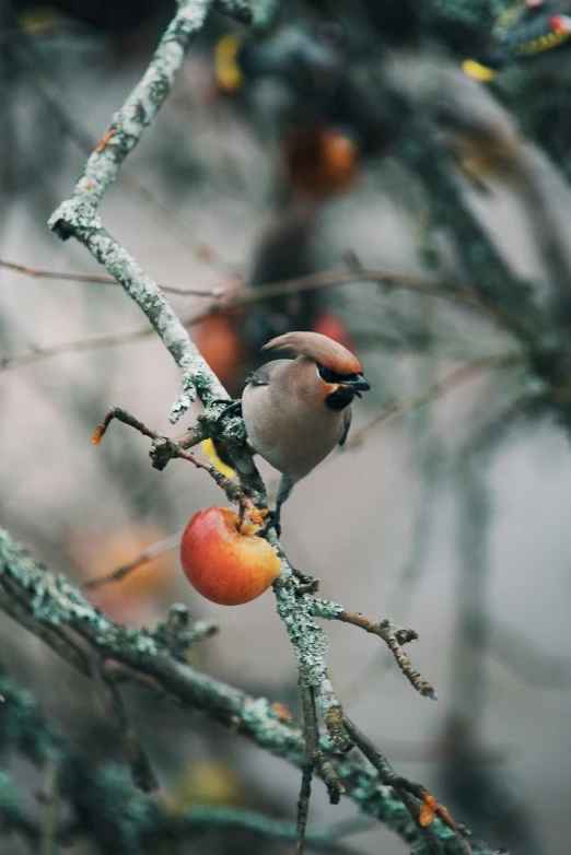 a bird perched on a nch with fruit