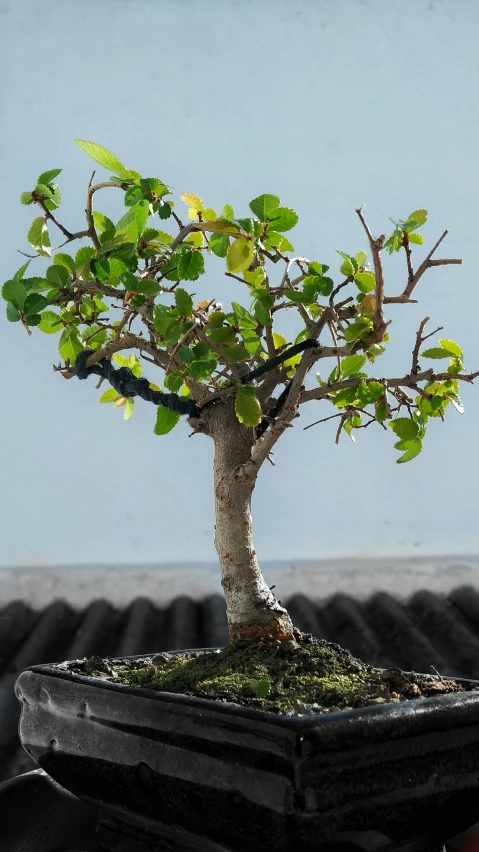 a small tree with green leaves in a black pot