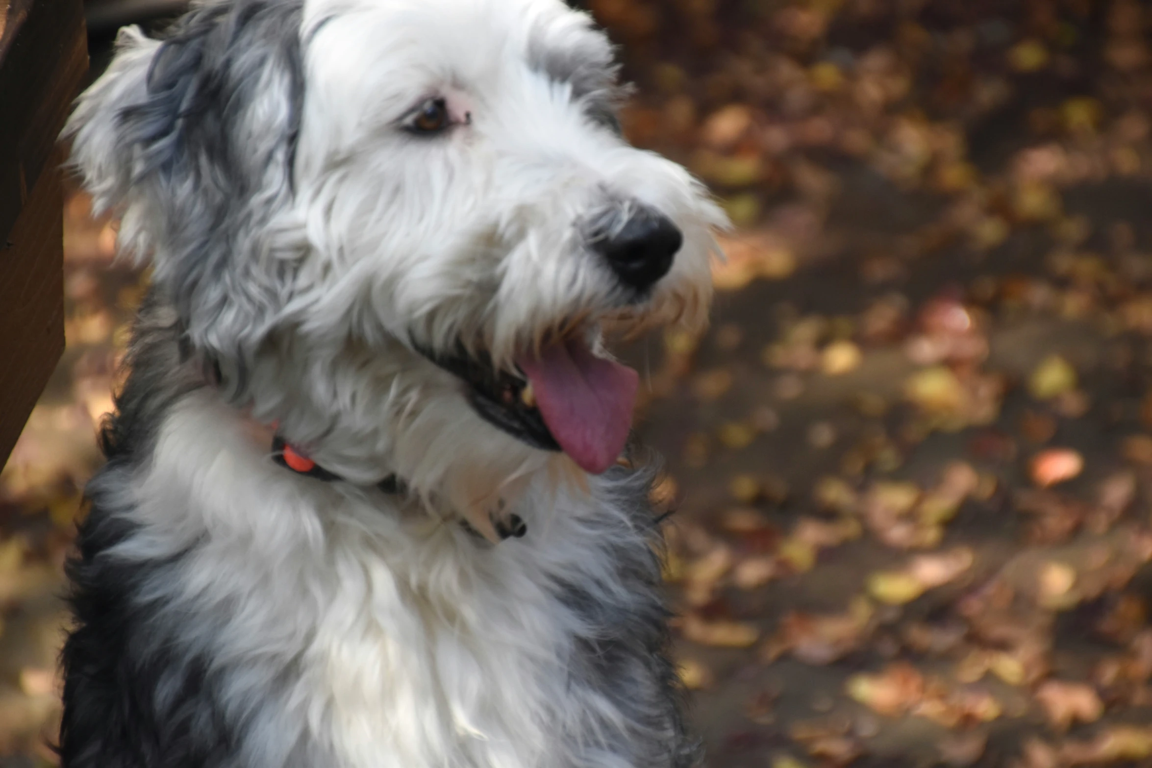 a gray and white dog looks out over a bench