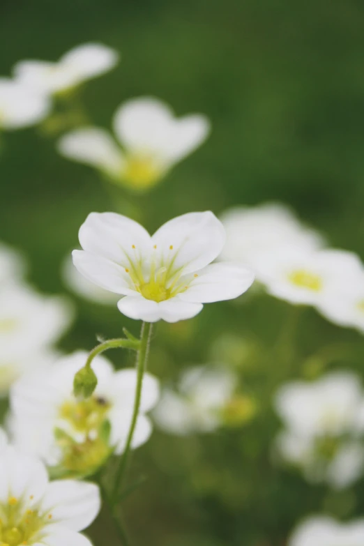 flowers that are white and yellow in some grass