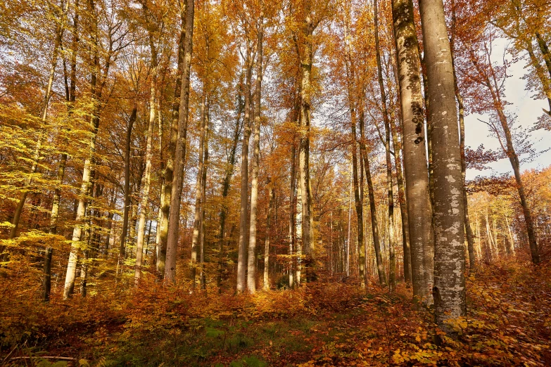 a bench in the middle of a beautiful forest