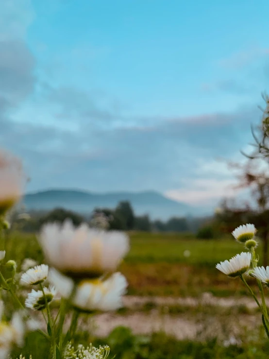 white flowers in the field with mountains behind