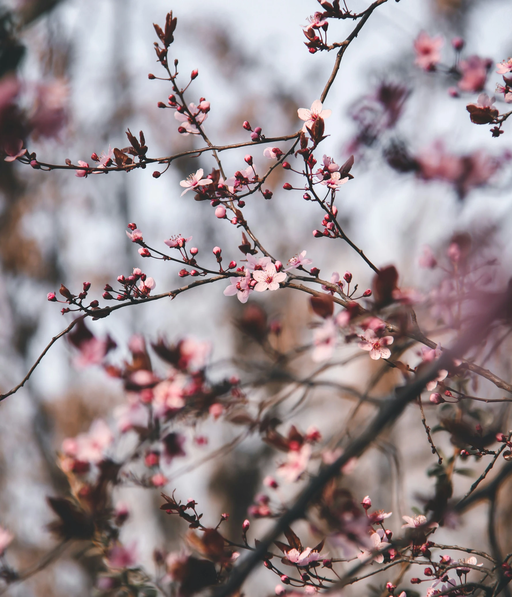 nches with small flowers are shown outside in the sun